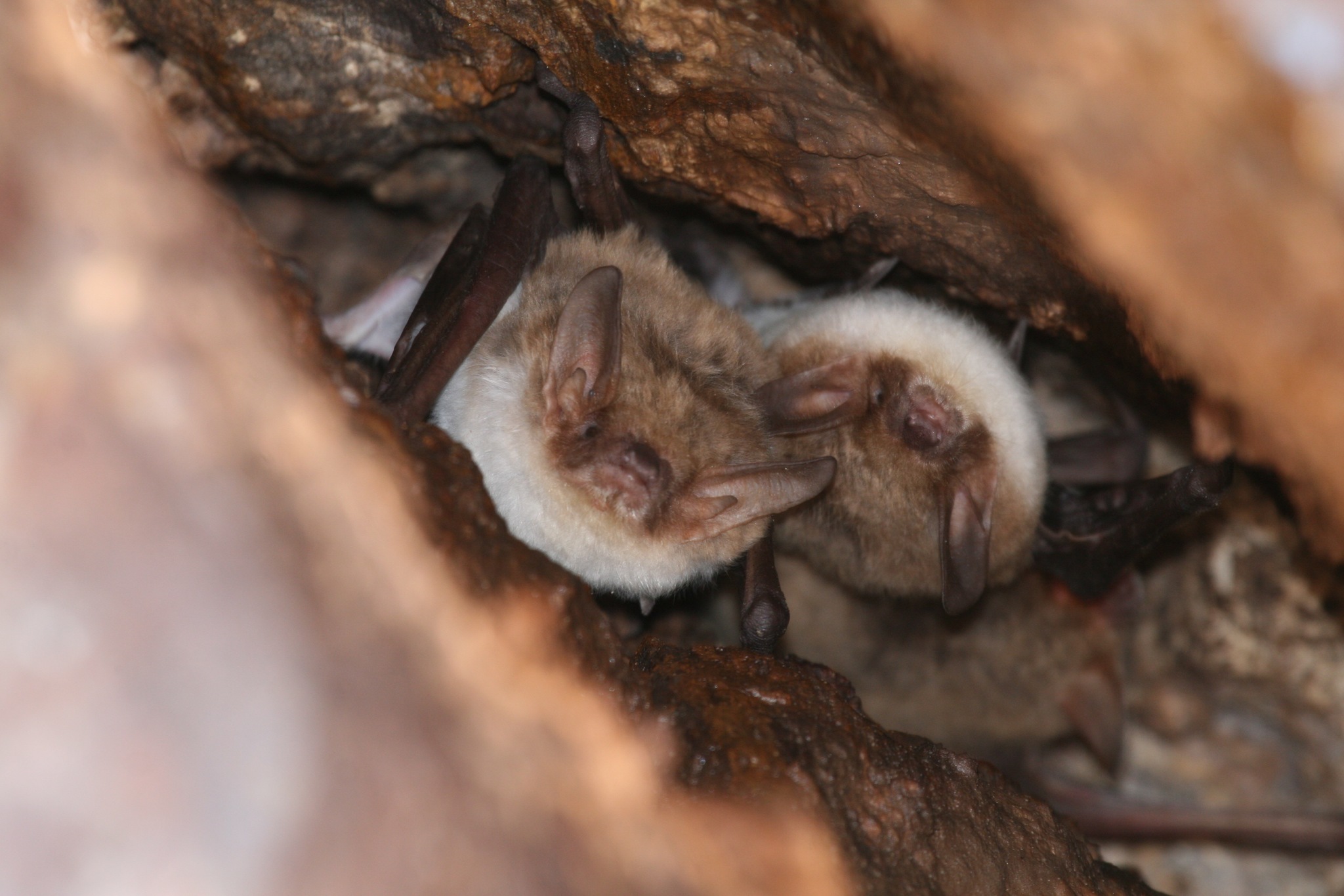 Two Myotis vivesi bats roosting in a rock crevice