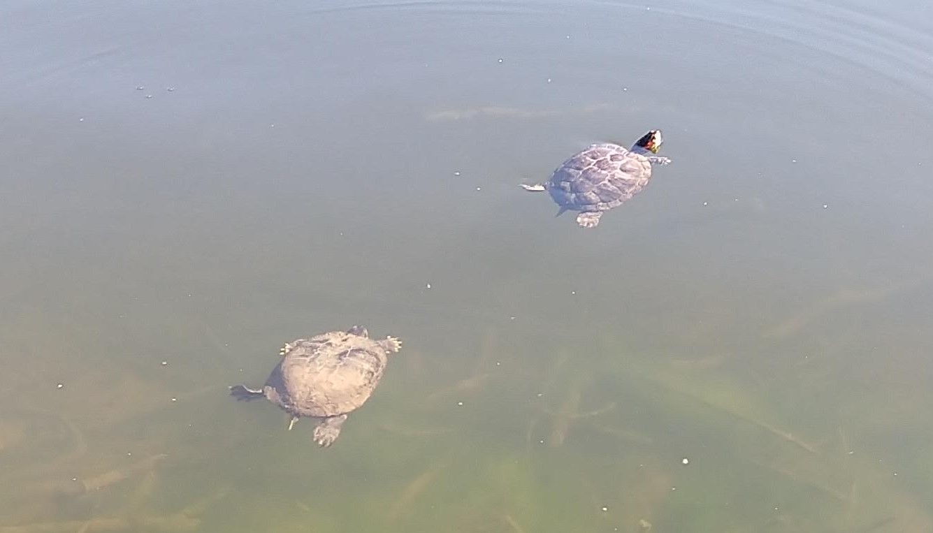 Turtles in Jewel Lake